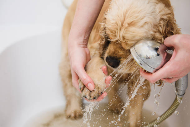 The Benefits Of Professional Grooming For Your Dog