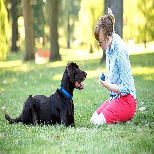 Importance Of Puppy Obedience Training